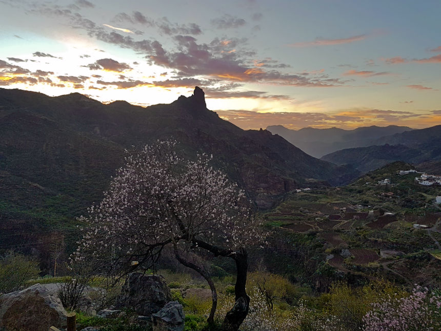 almendros en flor en Tejeda