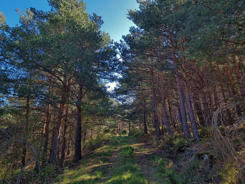 Senda de las Carboneras en el Moncayo