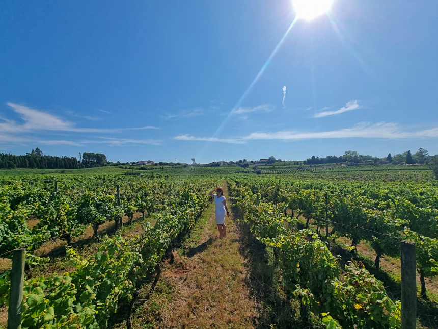 Espumante de Portugal - Viñedos de Bairrada