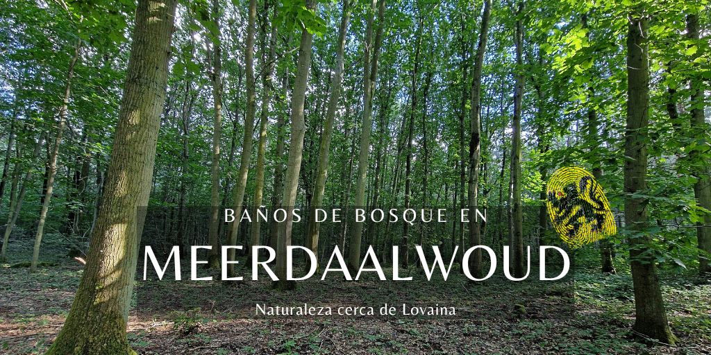 Baños de bosque en Meerdaalwoud: Naturaleza cerca de Lovaina