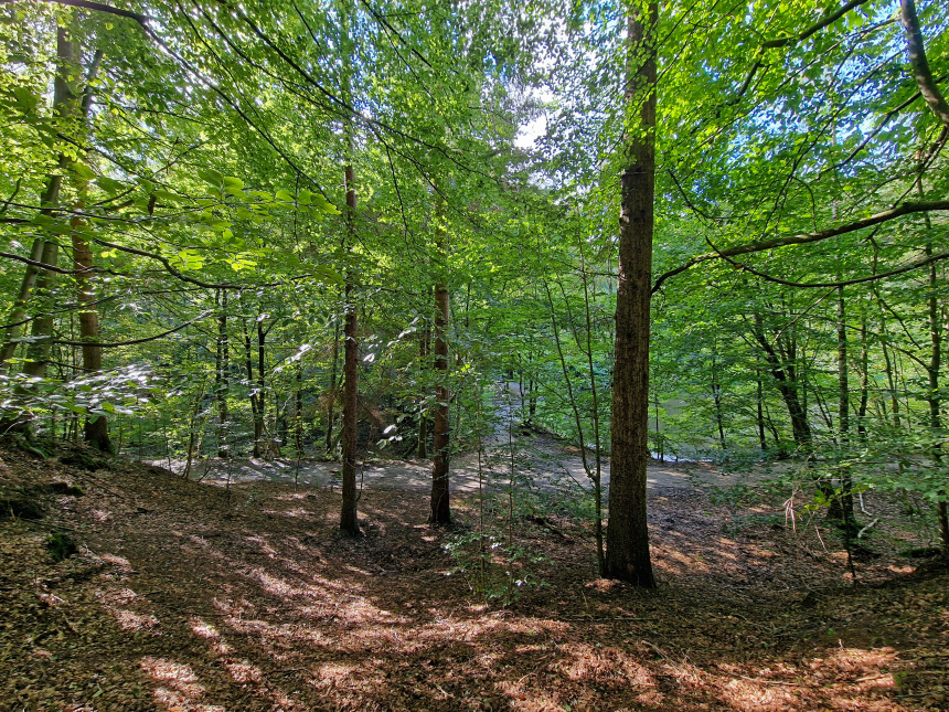 Bosque Meerdaalwoud en Flandes