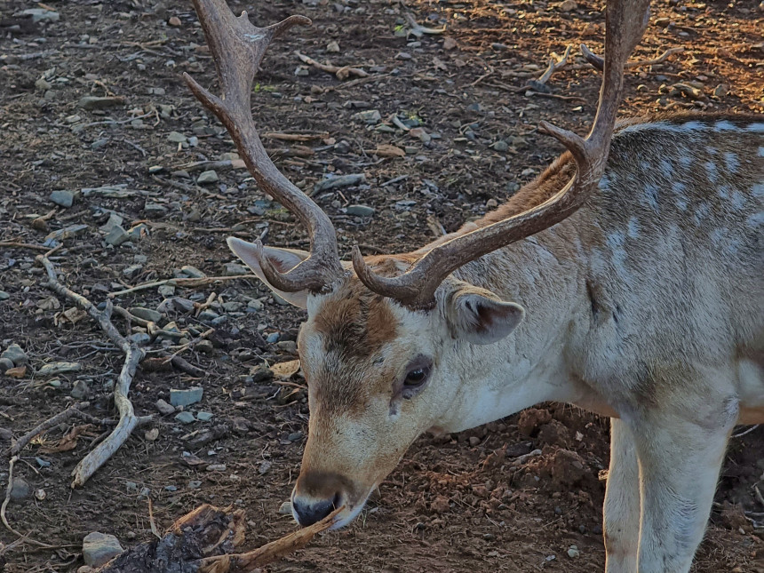 fauna en Parc Samà